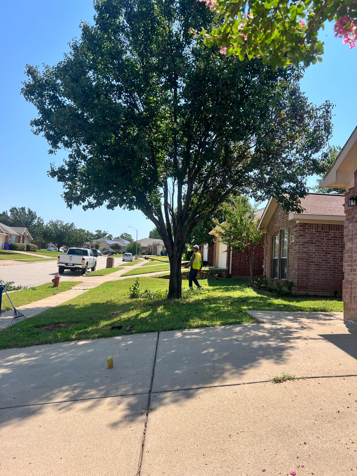 Tree Pruning Services in Fort Worth TX